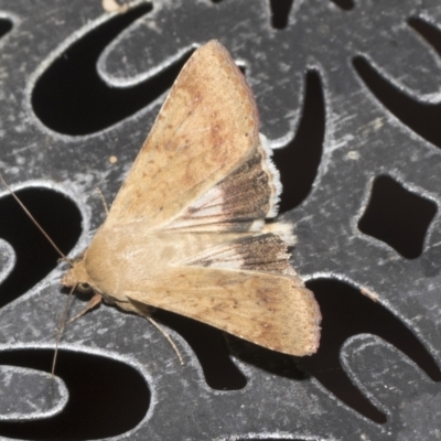 Helicoverpa punctigera (Native Budworm) at Higgins, ACT - 15 Jan 2023 by AlisonMilton