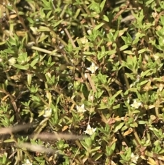 Crassula helmsii (Swamp Stonecrop) at Mount Clear, ACT - 14 Jan 2023 by Tapirlord