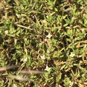 Crassula helmsii at Mount Clear, ACT - 14 Jan 2023