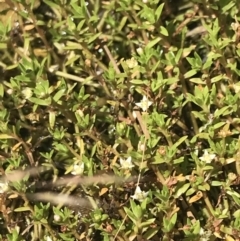 Crassula helmsii at Mount Clear, ACT - 14 Jan 2023 12:34 PM