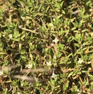 Crassula helmsii at Mount Clear, ACT - 14 Jan 2023