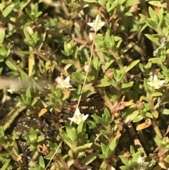 Crassula helmsii at Mount Clear, ACT - 14 Jan 2023