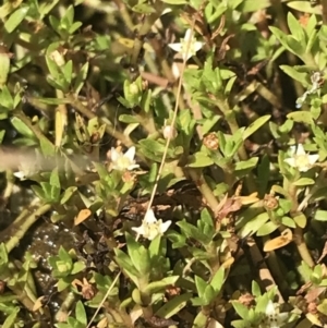 Crassula helmsii at Mount Clear, ACT - 14 Jan 2023 12:34 PM