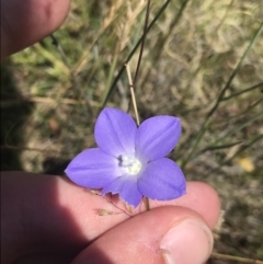 Wahlenbergia planiflora subsp. planiflora (Flat Bluebell) at Namadgi National Park - 14 Jan 2023 by Tapirlord