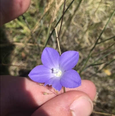 Wahlenbergia planiflora subsp. planiflora (Flat Bluebell) at Namadgi National Park - 14 Jan 2023 by Tapirlord