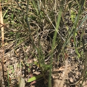 Wahlenbergia planiflora subsp. planiflora at Mount Clear, ACT - 14 Jan 2023