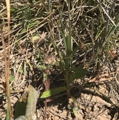 Wahlenbergia planiflora subsp. planiflora at Mount Clear, ACT - 14 Jan 2023