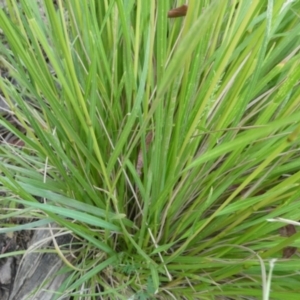 Poa labillardierei at Bolaro, NSW - 20 Jan 2023 03:51 AM