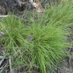 Poa labillardierei at Bolaro, NSW - 20 Jan 2023 03:51 AM