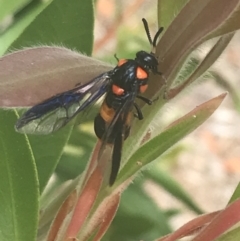 Pterygophorus cinctus (Bottlebrush sawfly) at Canberra, ACT - 16 Jan 2023 by Tapirlord