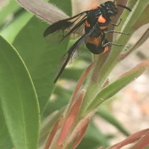 Pterygophorus cinctus at Canberra, ACT - 16 Jan 2023