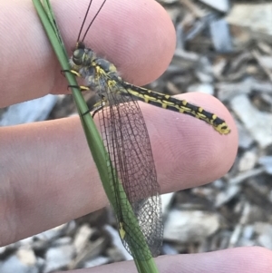 Ascalaphidae (family) at Garran, ACT - suppressed