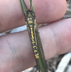 Ascalaphidae (family) at Garran, ACT - suppressed