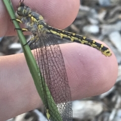 Ascalaphidae (family) at Garran, ACT - suppressed