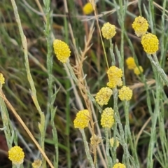 Calocephalus citreus (Lemon Beauty Heads) at Jerrabomberra, ACT - 23 Jan 2023 by Mike