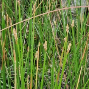 Eleocharis acuta at Jerrabomberra, ACT - 23 Jan 2023