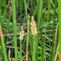 Eleocharis acuta at Jerrabomberra, ACT - 23 Jan 2023