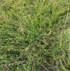 Hypochaeris radicata (Cat's Ear, Flatweed) at Isaacs Ridge Offset Area - 23 Jan 2023 by Mike