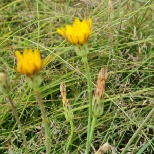 Hypochaeris radicata at Jerrabomberra, ACT - 23 Jan 2023