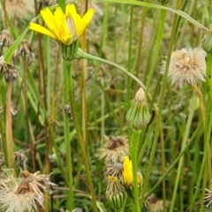 Leontodon saxatilis (Lesser Hawkbit, Hairy Hawkbit) at Isaacs Ridge Offset Area - 23 Jan 2023 by Mike