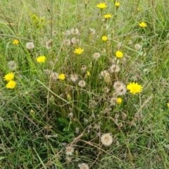 Leontodon saxatilis at Jerrabomberra, ACT - 23 Jan 2023