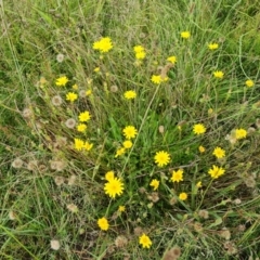 Leontodon saxatilis at Jerrabomberra, ACT - 23 Jan 2023 03:06 PM