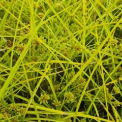 Cyperus eragrostis (Umbrella Sedge) at Isaacs Ridge Offset Area - 23 Jan 2023 by Mike