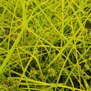 Cyperus eragrostis at Jerrabomberra, ACT - 23 Jan 2023 02:53 PM