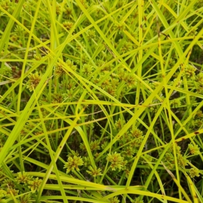 Cyperus eragrostis (Umbrella Sedge) at Jerrabomberra, ACT - 23 Jan 2023 by Mike