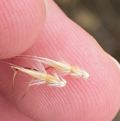 Rytidosperma duttonianum (Brown-back Wallaby Grass) at Throsby, ACT - 19 Jan 2023 by Tapirlord