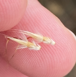 Rytidosperma duttonianum at Throsby, ACT - 19 Jan 2023 01:15 PM