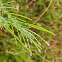 Epilobium sp. (A Willow Herb) at Isaacs Ridge Offset Area - 23 Jan 2023 by Mike