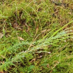 Epilobium sp. at Jerrabomberra, ACT - 23 Jan 2023