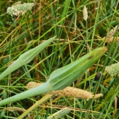 Tragopogon sp. (A Goatsbeard) at Isaacs Ridge Offset Area - 23 Jan 2023 by Mike