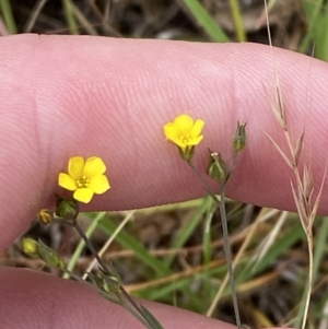 Linum trigynum at Throsby, ACT - 19 Jan 2023