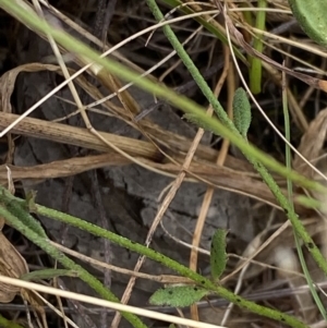 Linum trigynum at Throsby, ACT - 19 Jan 2023