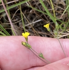 Linum trigynum at Throsby, ACT - 19 Jan 2023 02:51 PM