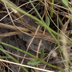 Linum trigynum at Throsby, ACT - 19 Jan 2023