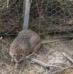 Bettongia gaimardi (Southern Bettong) at Throsby, ACT - 19 Jan 2023 by Tapirlord