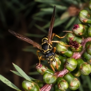 Polistes (Polistes) chinensis at Macgregor, ACT - 23 Jan 2023 04:16 PM