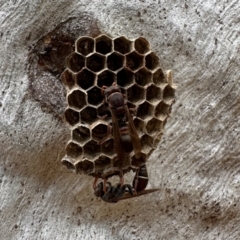 Ropalidia plebeiana (Small brown paper wasp) at ANBG South Annex - 23 Jan 2023 by Pirom