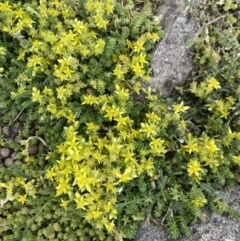 Sedum acre (Goldmoss Stonecrop) at Kosciuszko National Park, NSW - 20 Jan 2023 by NedJohnston