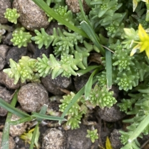 Sedum acre at Kosciuszko National Park, NSW - 20 Jan 2023