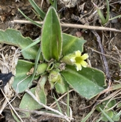 Goodenia montana (Mountain Velleia) at Kosciuszko National Park, NSW - 20 Jan 2023 by NedJohnston
