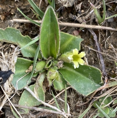 Goodenia montana (Mountain Velleia) at Kosciuszko National Park, NSW - 20 Jan 2023 by NedJohnston