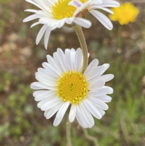 Brachyscome aculeata at Gooandra, NSW - 20 Jan 2023 03:50 PM