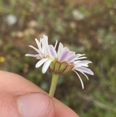 Brachyscome aculeata at Gooandra, NSW - 20 Jan 2023