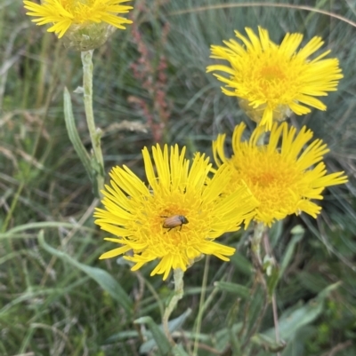Podolepis jaceoides (Showy Copper-wire Daisy) at Gooandra, NSW - 20 Jan 2023 by NedJohnston