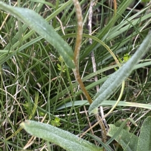 Podolepis jaceoides at Gooandra, NSW - 20 Jan 2023