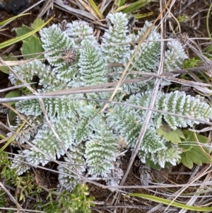 Oreomyrrhis argentea at Gooandra, NSW - 20 Jan 2023